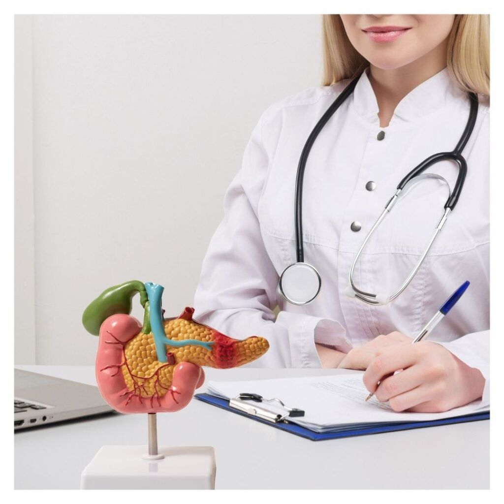 a doctor with a stomach model